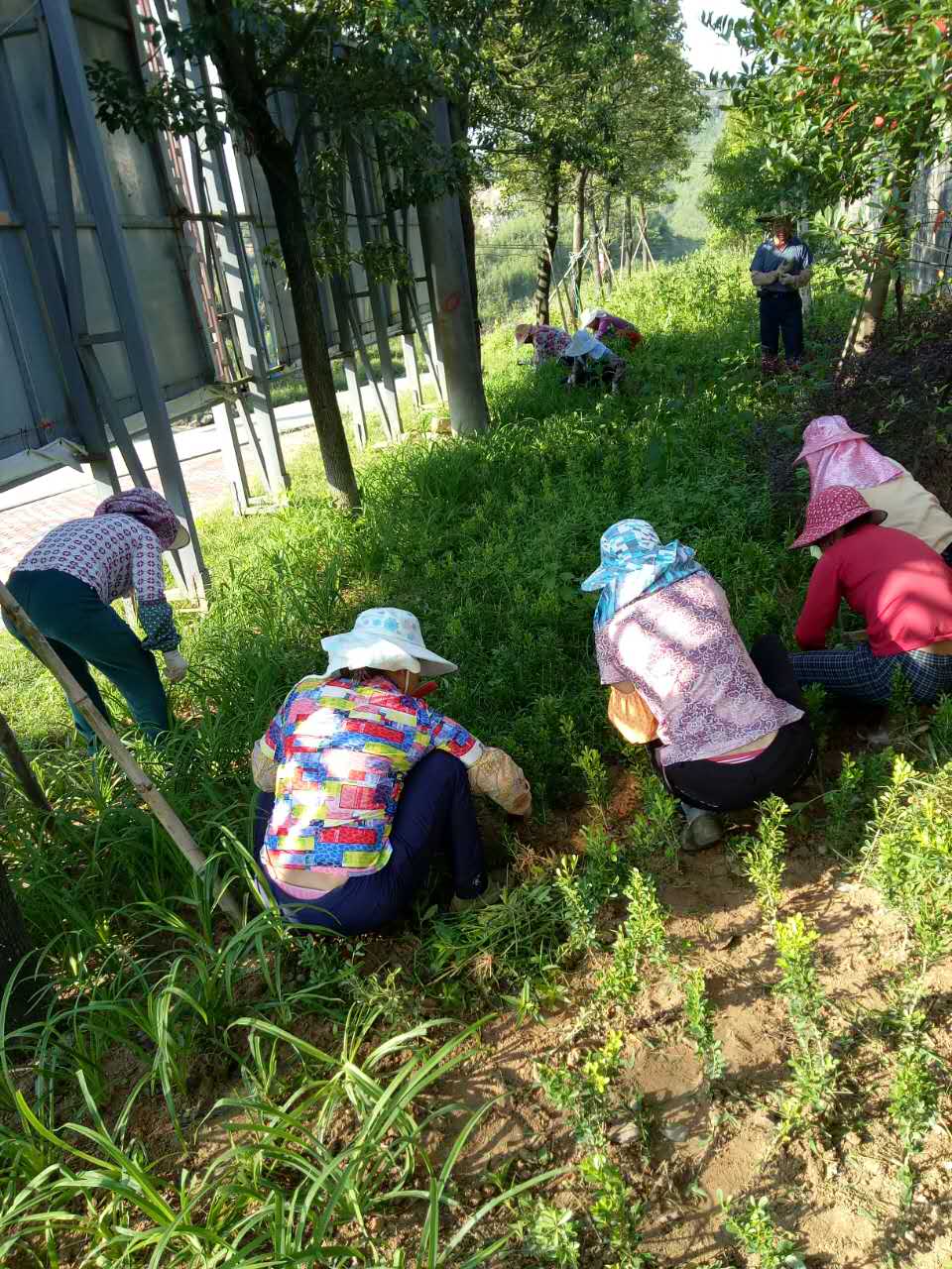 室外綠化施工